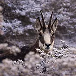 Maison D'hortense Le Chamois * Hérémence