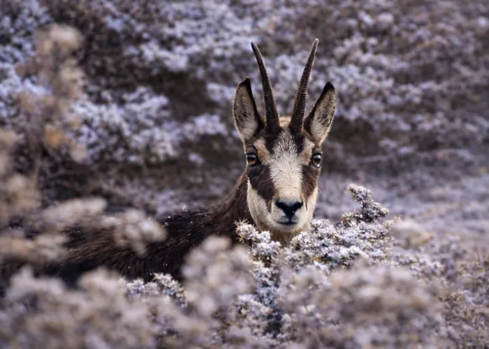 Maison D'hortense Le Chamois * Hérémence